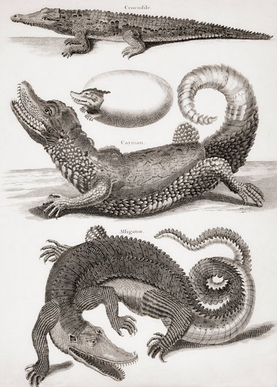 Crocodilia: Crocodile, Caiman and Alligator by Unbekannt Unbekannt